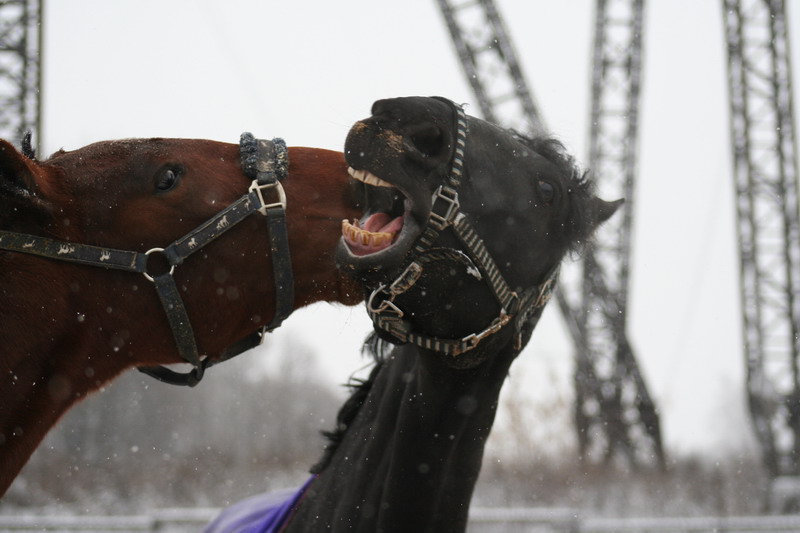 IMG_1358.jpg1.jpg"%20height="533"%20width="800